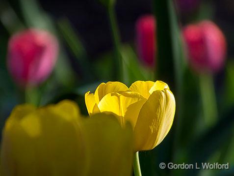 Hiding Yellow Tulip_DSCF02134-2.jpg - Photographed at the 2013 Canadian Tulip Festival in Ottawa, Ontario, Canada.